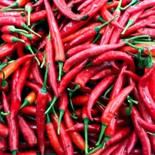 chili paprikát
