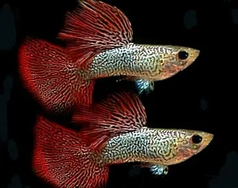 guppy
