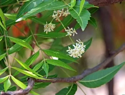 neem