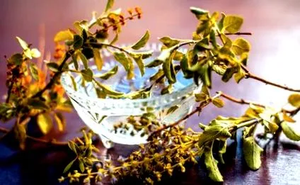 plante