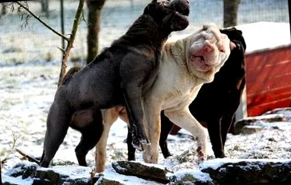 shar-pei