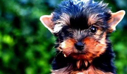 yorkipoo