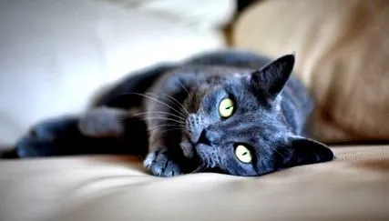 черв котів