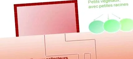 caue