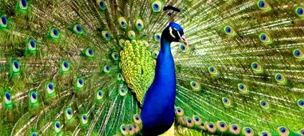 locul