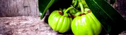 garcinia