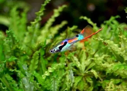 sunt guppii