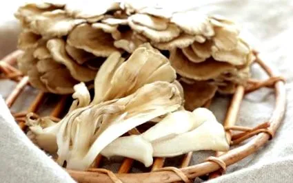 gyógygomba
