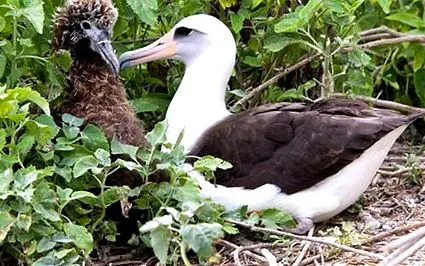Albatross Phoebastria
