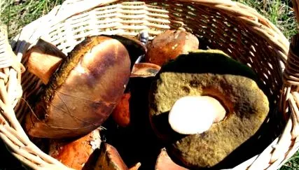 ceps