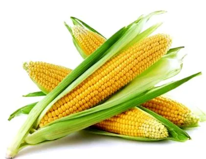 pipa tulajdonságai előnyei
