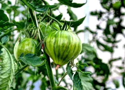 tomate