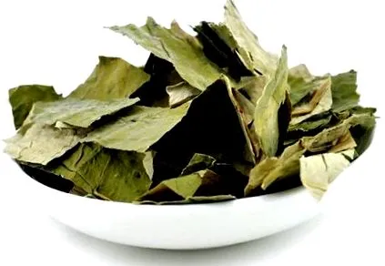 lotusului
