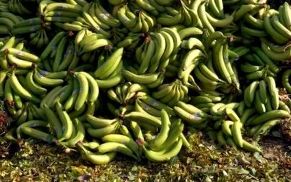 banane loudéac