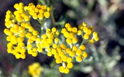 aromatic masaj