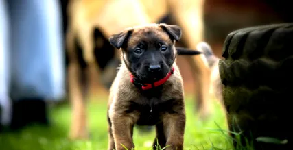 legjobb malinoisi