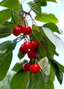 lunii iunie merise