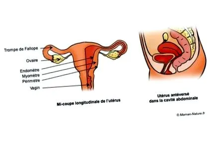 pentru uterului