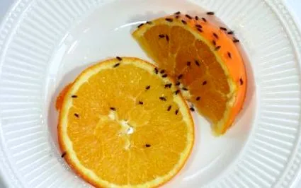 descurajeze fructele