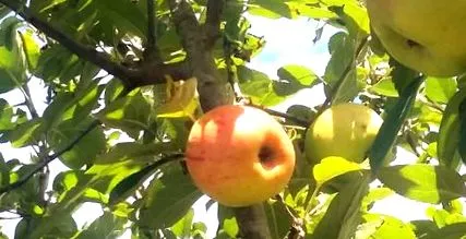 anti-poftă