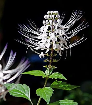 plantă