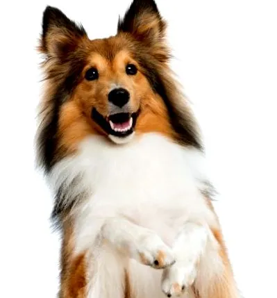 unde