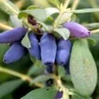pepiniere