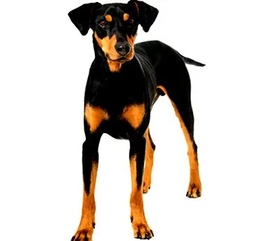 pinscher pinscher