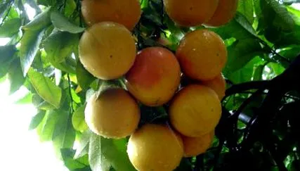 pomelo