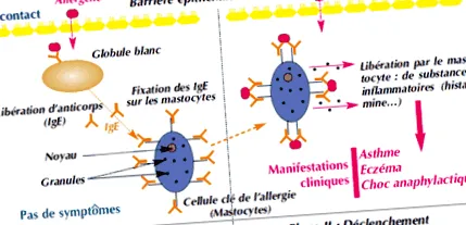 alergiilor