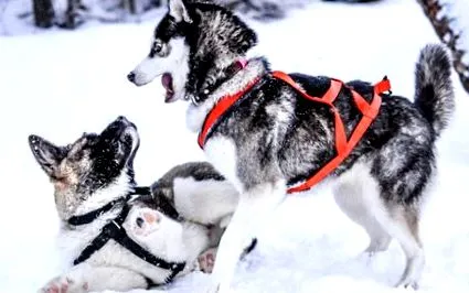 husky