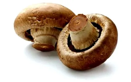 Élelmi rost