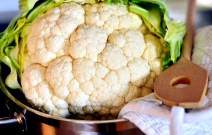 conopidă
