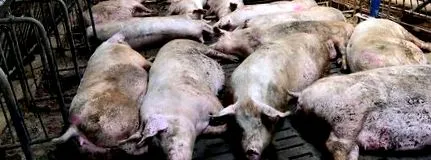 disznóban