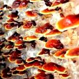reishi immunitás