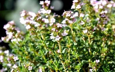 plantelor ceai plante