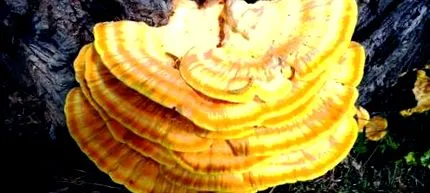 hosszú