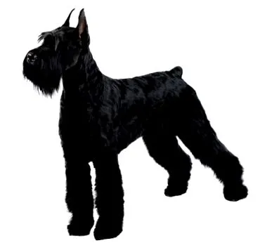 câine schnauzer