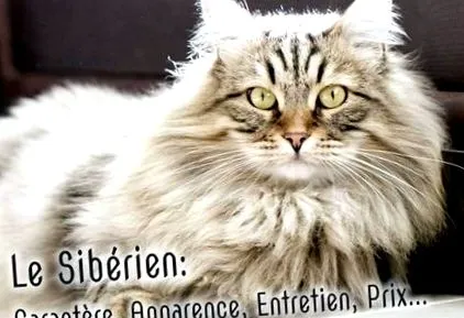 siberian
