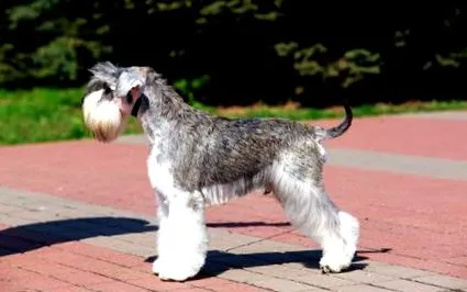 schnauzer
