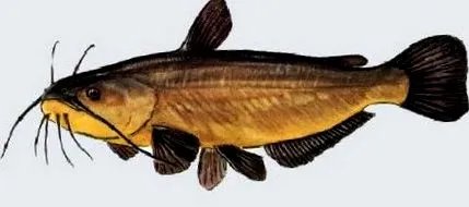 szajna-ét-marne-ban