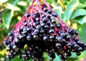 sambur