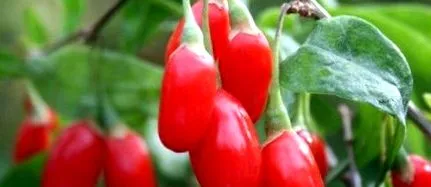 bogyók goji