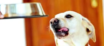 purina