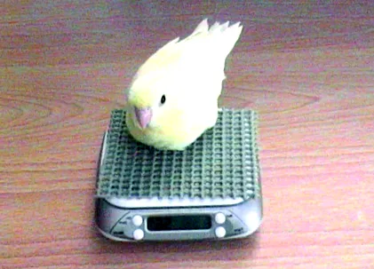нашите