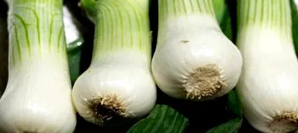 vagy
