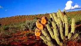 beneficii hoodia