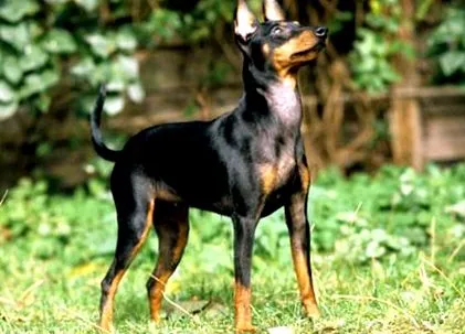 terrier