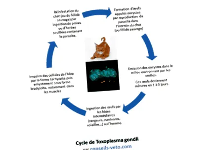 toxoplazmózis