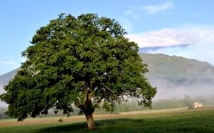 nucului